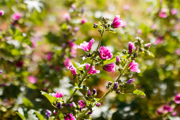 wild mallow, Malva sylvestris
