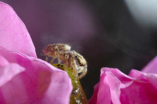 Jumping Spider (Salticidae).  minute 2mm jumping spider 