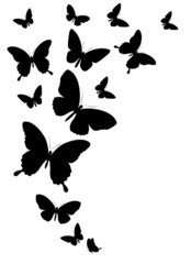 Fototapeta premium butterflies design