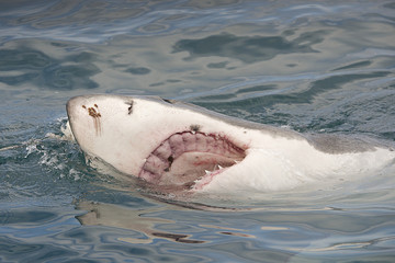 Great white shark