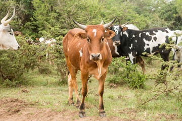 Nguni Cattle