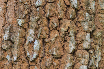 Tree bark texture