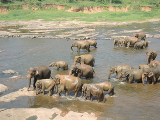 Elephants on the river
