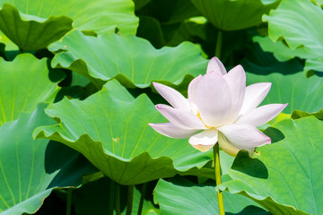 White lotus flower