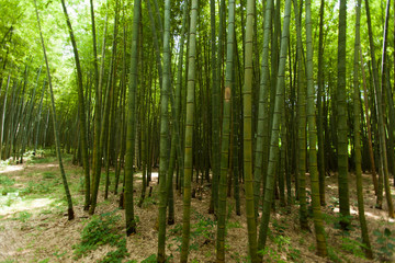 Obraz na płótnie Canvas Bamboo forest