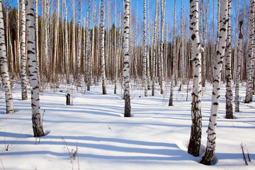 white birches