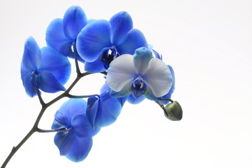 Plakat Blue flower orchid