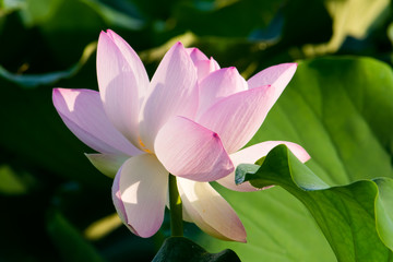 Pale pink lotus flower