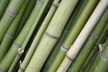 legno verde di bambù