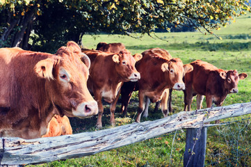 Brown cows at summer field