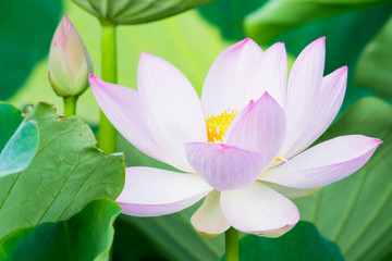 Light pink lotus flower