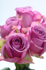 Pink rose flower