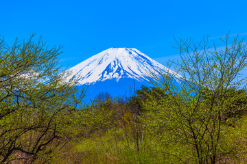 Obraz premium The green forest and Mount Fuji under the blue sky