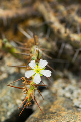 Sarcocaulon herrei, Geraniaceae, South Africa (Cape Province)