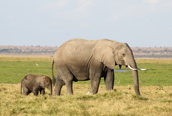 Fototapeta na wymiar Elefantenmutter mit Kind