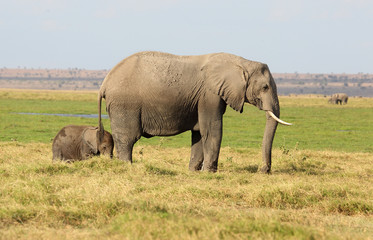 Naklejka na ściany i meble Elefantenmutter mit Kind