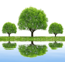 Trees reflecting on water surface