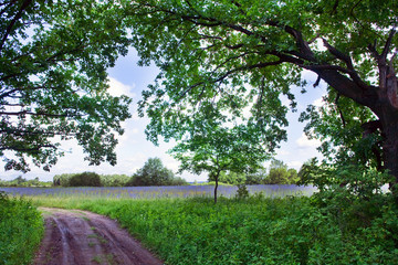 beautiful meadows