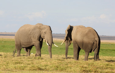 Fototapeta na wymiar zwei Elefanten