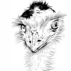 Closeup portrait of funny Ostrich Bird