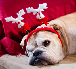 Bulldog asleep after Christmas