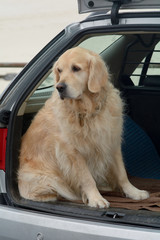 Labrador sitting in car