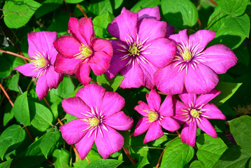 clematises in garden