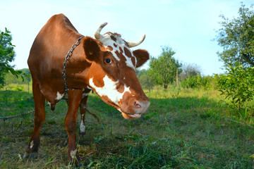 Fototapeta na wymiar cow on meadow 2