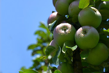 apple tree in the garden