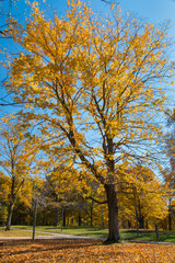 Big tree in the park