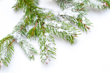 Branch of Christmas tree on white background