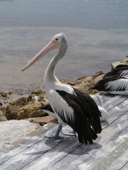 Fototapeta na wymiar An Australian pelican with a long bill