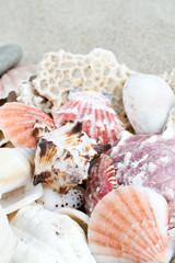 sea shells on sand