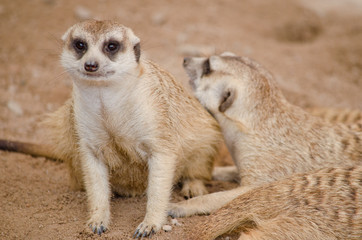 meerkest