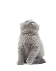 British lop-eared kitten funny looking up on a white background