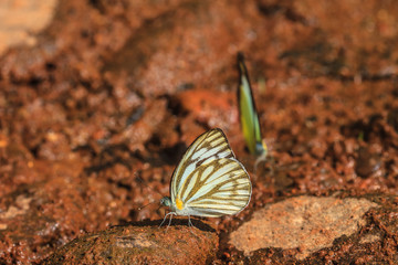 Beautiful Butterfly on ground