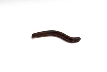 Millipede