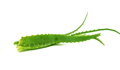 aloe leaf