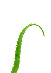 aloe leaf