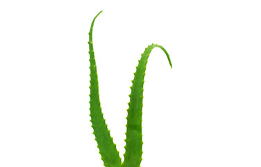 aloe leaf