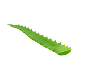 aloe leaf