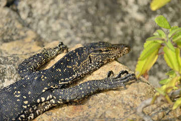 Monitor Lizard