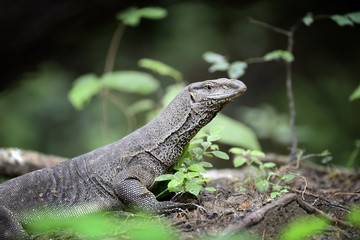 Monitor Lizard