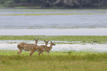 Wild Spotted deer
