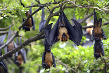 Flying fox