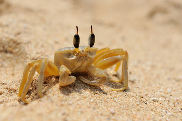 Marine crab on beach