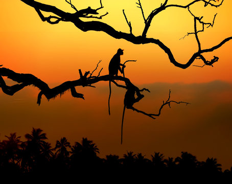 Silhouette of a monkey