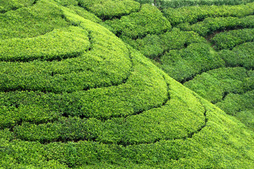 Tea plantation highlands