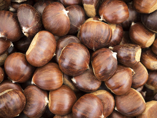 chestnut