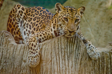 leopard
